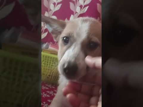 my lost dog I am very sad and feeling pain