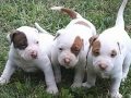 Os incríveis Pit Bulls. The American Pit Bull Terrier ...