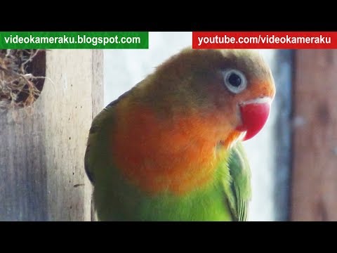 1 Hour Lovebird Sounds - (June-15-2018)