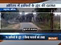 Angry elephants destroy several acres of farmland in Odisha