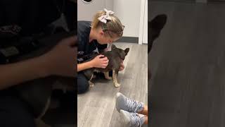 Cocoa sees our vet … Cocoa sees our vet …