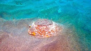 isolte de Jinamar | ISLOTE DE JINMAR- GRAN CANARIA - Las Palmas Telde España foto 1