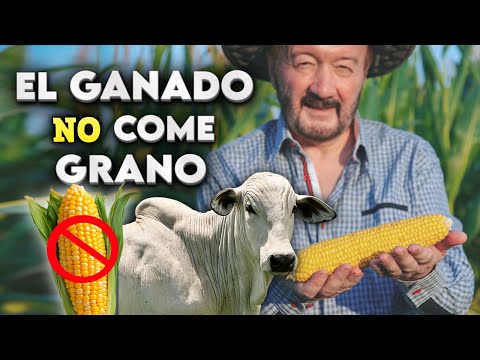 This is how you produce 1 hectare of corn in just 60 days | A profitable business