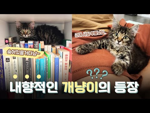 내향적인 개냥이의 등장! 세 번째 임보냥 '덕희'가 왔어요~