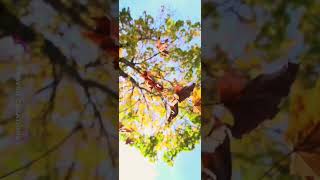 Download lagu Kekatha vathiyam kekuthu status video🎧 | Ilayaryaja whatsapp status video | Praviin Creations mp3