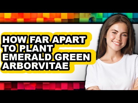 How Far Apart to Plant Emerald Green Arborvitae - Easy Guide
