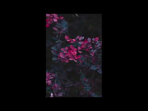 [FREE] ambient x shed thbeory x joeyy type beat