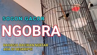 Download lagu SOGOK ONTONG GACOR NGOBRA | SOGON GACOR NGOBRA | KOLIBRI SRIGANTIL GACOR NGOBRA mp3 Download lagu SOGOK ONTONG GACOR NGOBRA | SOGON GACOR NGOBRA | KOLIBRI SRIGANTIL GACOR NGOBRA mp3