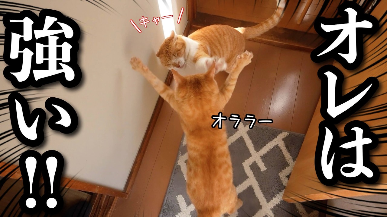 My Resident Cat Meets a Rescue Kitten… Chaos Ensues!