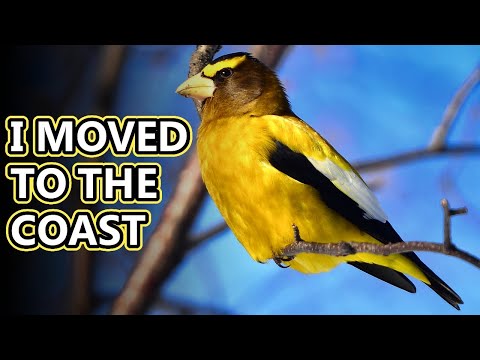 Evening Grosbeak facts: not actually gross! | Animal Fact Files