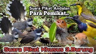 Download lagu SUARA PIKAT BURUNG SIKATAN RIBUT. KOMBINASI SOGON DAN PRENJAK. TERBUKTI AMPUH.. mp3