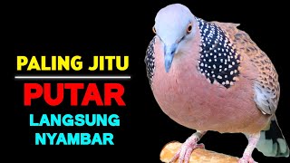 Download lagu Suara Burung Tekukur Gacor Paling Bagus 2025 Cocok Untuk Pancingan Agar Bunyi mp3 Download lagu Suara Burung Tekukur Gacor Paling Bagus 2025 Cocok Untuk Pancingan Agar Bunyi mp3