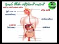 ආහාර ජීර්ණ පද්ධතිය Ahara Geerna Paddatiya