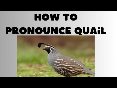 How To Pronounce Quail #youtube #howtopronounce