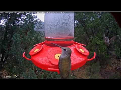 Hummingbird Kerfuffle 7/13/17