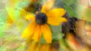 FOSTER AND ALLEN NOBODY`S CHILD copilul nimănui