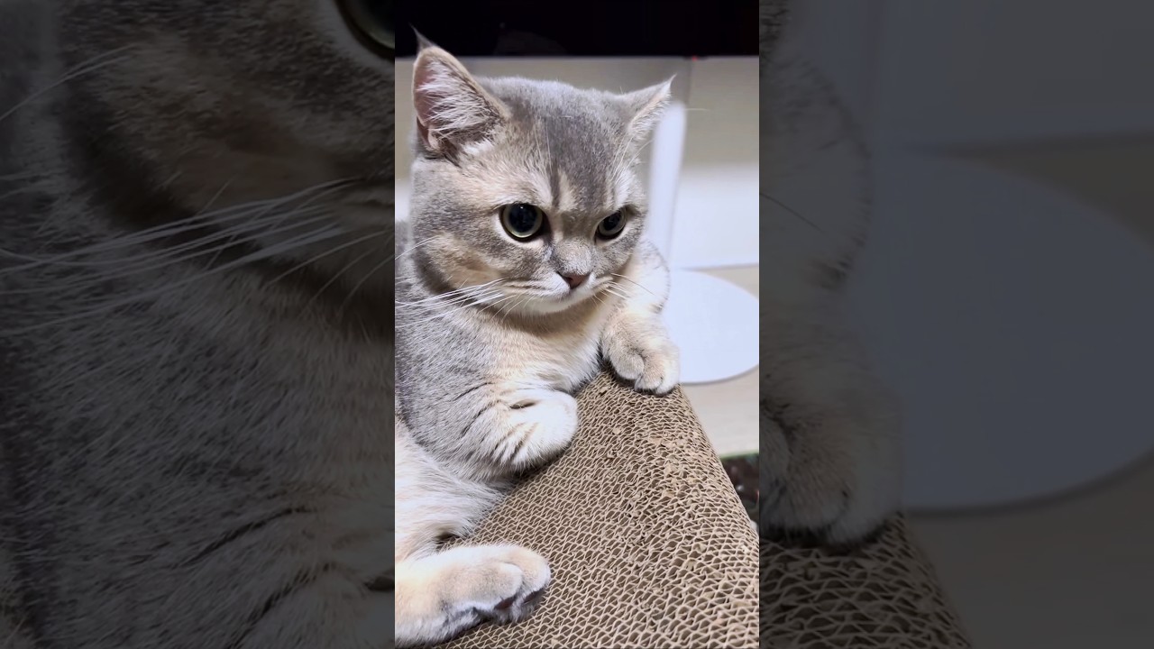 Cute sweet kitty 🐈❤️