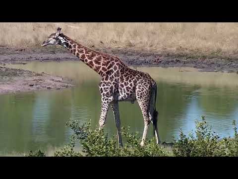 Djuma: Lone Giraffe - 14:28 - 04/09/19