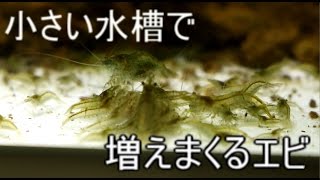 レッドプラティがエビを食す 水槽にはパンダコリドラス1匹とレッドプラティ Okwave レッドプラティがエビを食す 水槽にはパンダコリドラス1匹とレッドプラティ Okwave