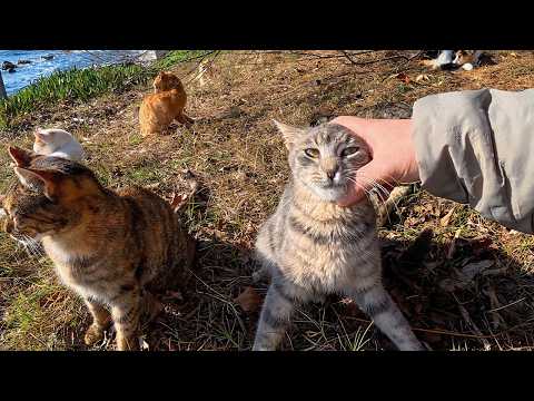 If you sit on this beach you'll be surrounded by cats in no time!