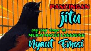 Download lagu pancingan murai batu AGAR BUNYI jitu untuk JADIKAN murai batu GACOR EMOSI❗ mp3 Download lagu pancingan murai batu AGAR BUNYI jitu untuk JADIKAN murai batu GACOR EMOSI❗ mp3