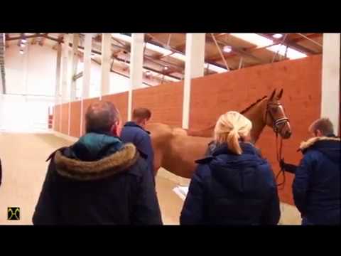 Vorauswahl für die Verdener Auktion