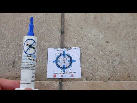 G-UARD Guard ANTS Bait Gel Poison ant killer 蚂蚁药 in action