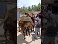 Jallikattu Bull S Kick January 2025 Reaction