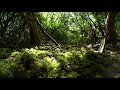 Nature Update Exploring The Green Summer Vegetation June 16 2021