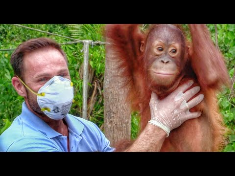 🐵 Peanut The Baby Orangutan Rescue Story: Cutest Animal Ever & Heartwarming Rescue Story