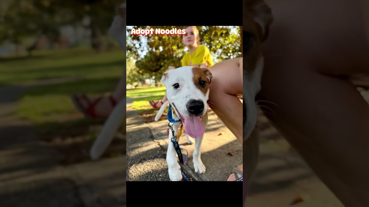 Noodles, a ADOPTABLE mixed breed in Milton, FL video 5/6