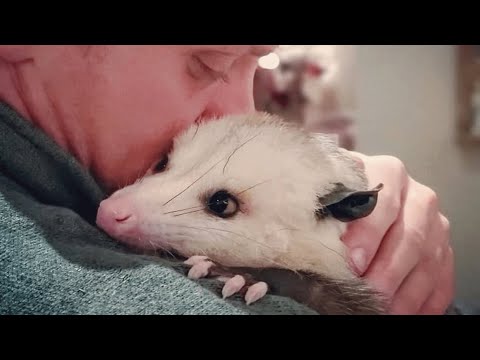 Opossums Are Surprisingly Intelligent Little Creatures