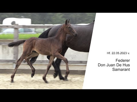 Hf v Federer x Don Juan De Hus x Samarant 2023