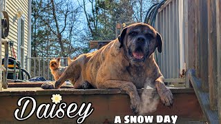 POV SNOW DAY with Daisey the English Mastiff
