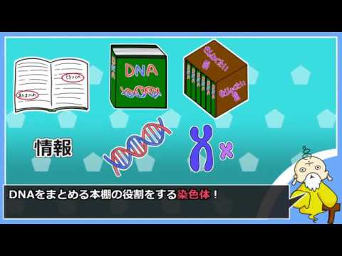 コアラのゲノムを調べてみる