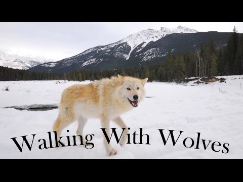 Walking With Wolves