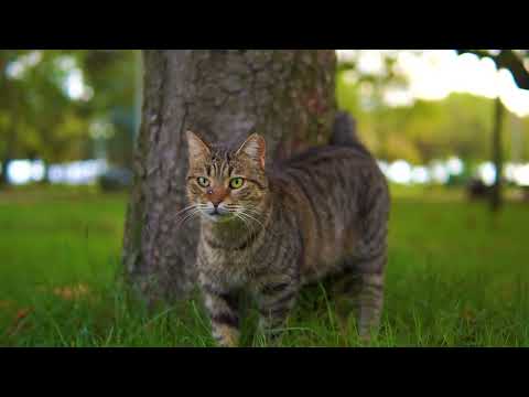 Cats are graceful, curious, and full of mystery and charm.#cat#catlover#catgraceful#catcharm#mystery