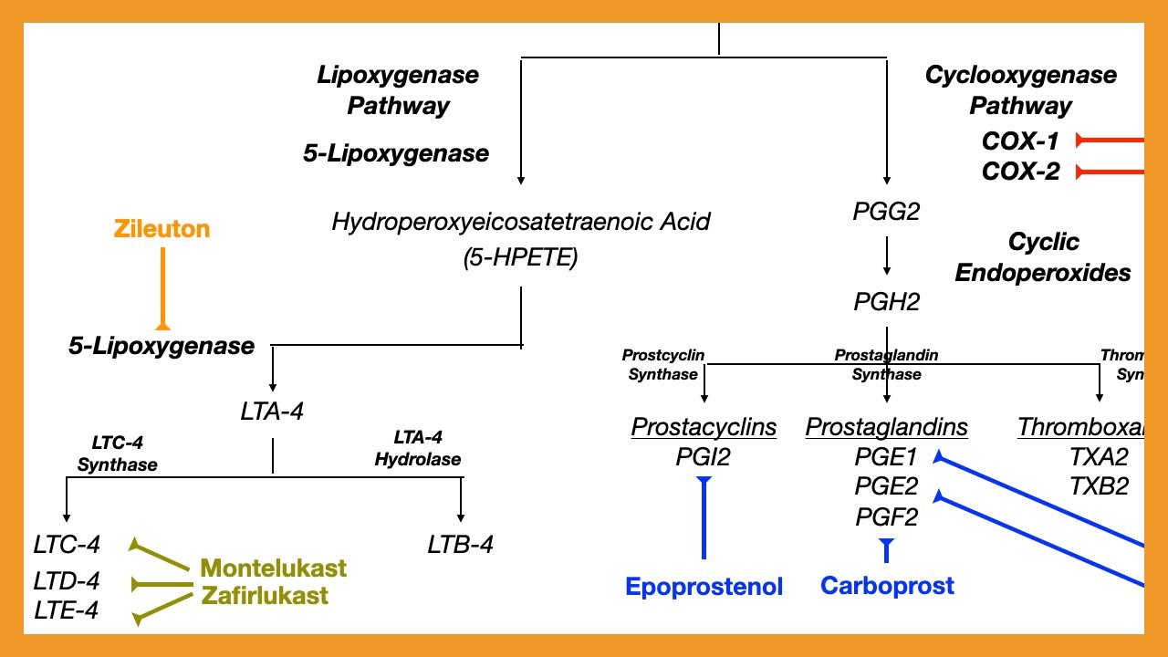 Arachidonic Acid Pathway (Prostaglandins, Prostacyclins, Thromboxanes, & Leukotrienes)