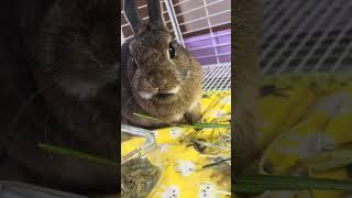 食欲うさぎ