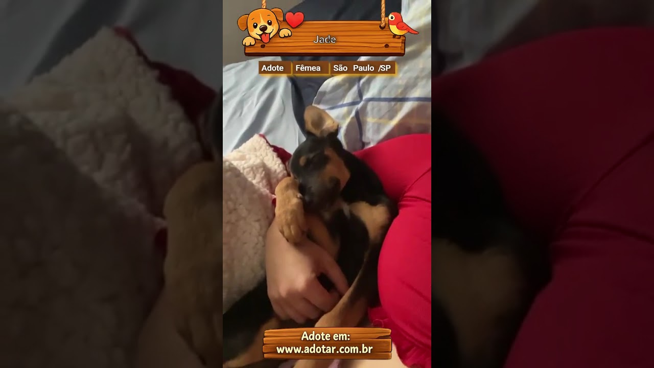Cachorro raça SRD-ViraLata idade 2 a 6 meses nome Jade