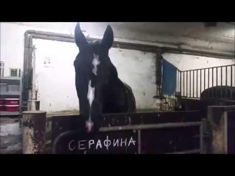 Dressurlehrgang bei Tanja Wickenkamp // 17.11.2017