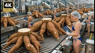 Inside the factory: the gigantic cassava processing plant in China