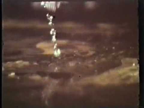 Fringe-lipped bat eating a tungara frog.