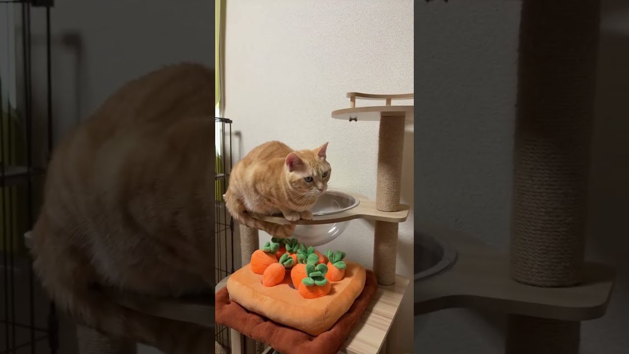 ぽてぽてポテトササミ巻きちゃんねる がライブ配信中！