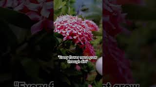 #Let your dreams blossom.🌸🍃🌺✨ #arijitsingh #bollywood #love #music  #song