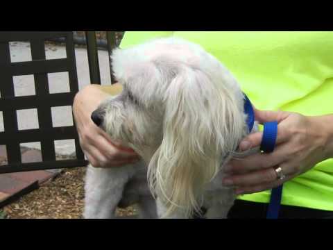 Monty, an adopted Poodle & Maltese Mix in Houston, TX_image-1