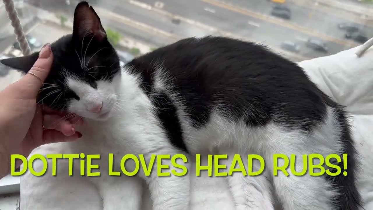 Enlarge Dottie, a Adopted Domestic Short Hair in Bronx, NY video 2/3