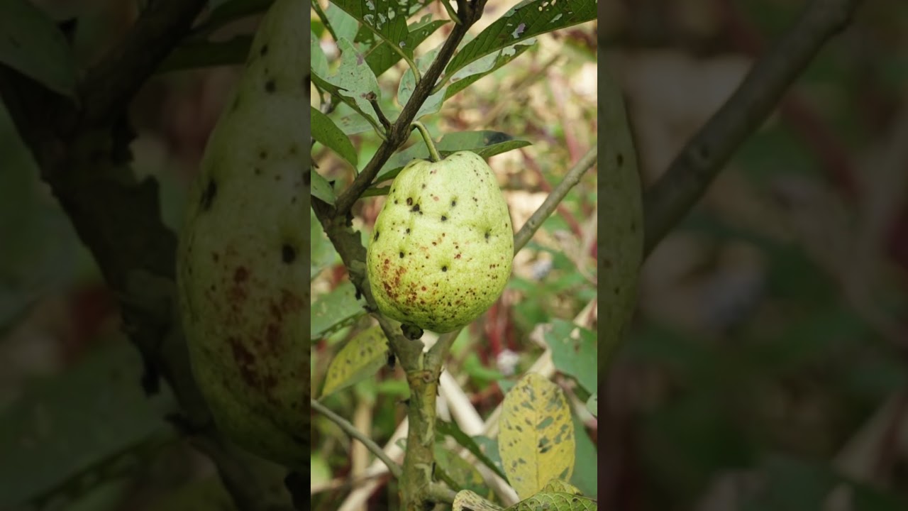 রাসায়নিক-কীটনাশক ছাড়া কৃষিতে ফলন কেমন?