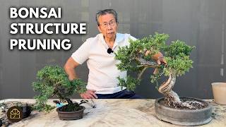 Bonsai Technique: How to Refine Juniper Bonsai Trees
