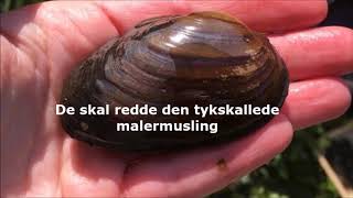 Udsætning af inficerede elritser